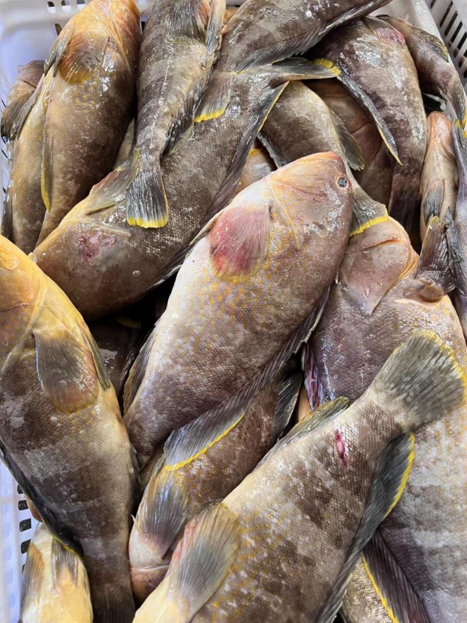 深海大石斑鱼中的贵族黄丁斑|东山岛海鲜 深海大石斑鱼,石斑鱼中的