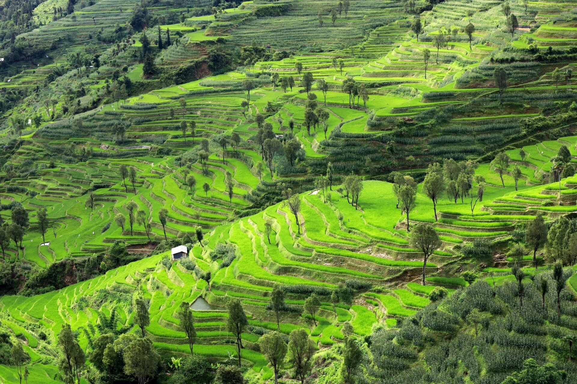 这个最小众的梯田,四季更替如斯美丽 云南省红河县宝华镇—期垤村!