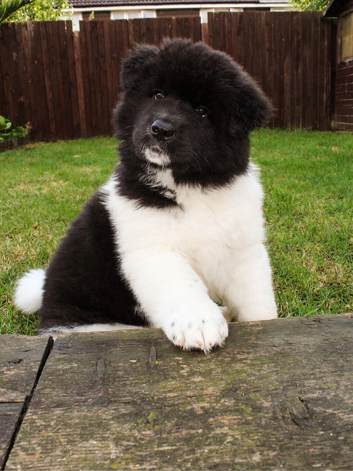 好可爱的长毛秋田犬🐻 跟很多品种不一样的是美国秋田的长毛类型被