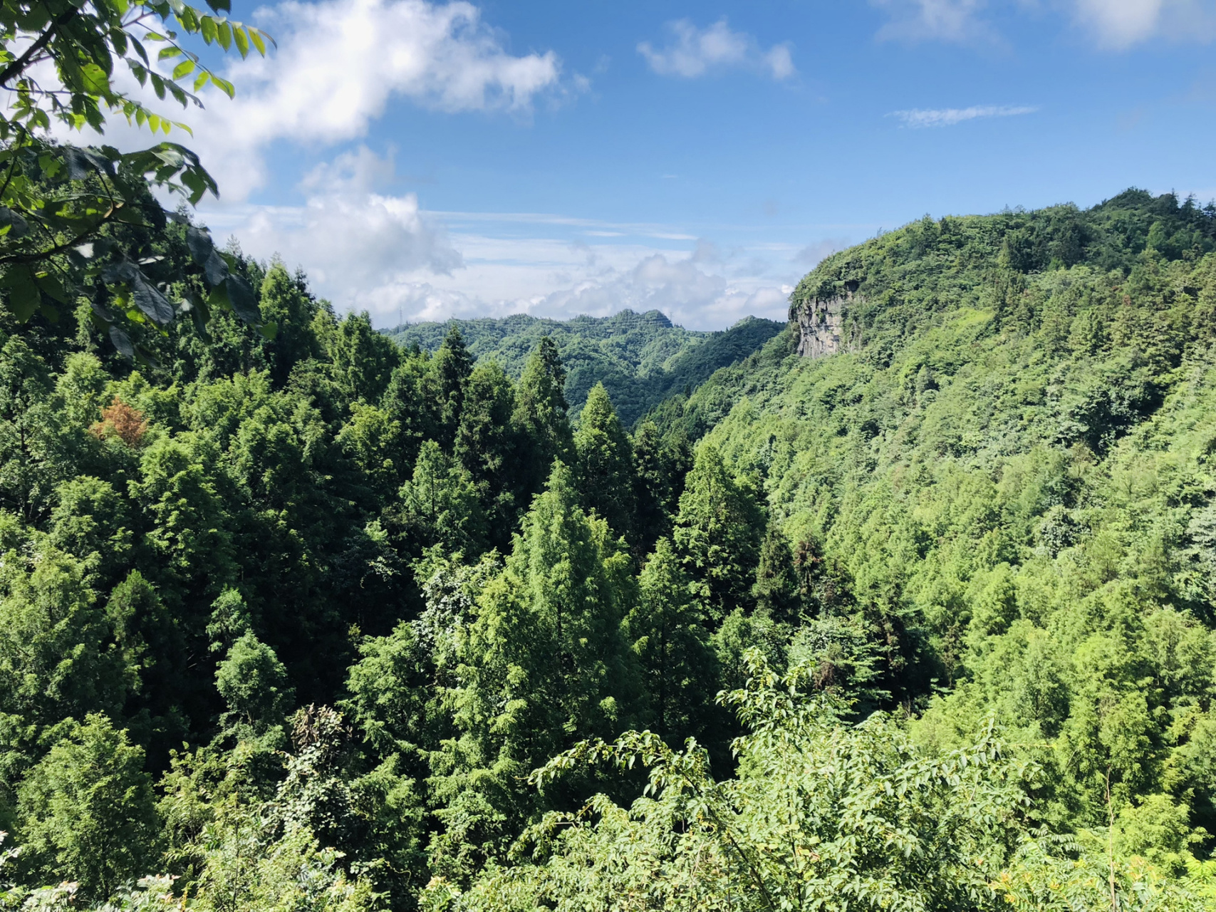 为了看山王坪玉簪花从大渡口到南川,运气好遇上山王坪景区免费体验票