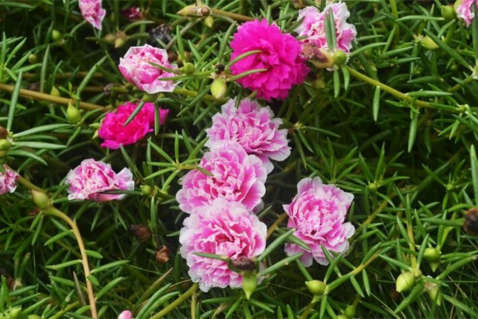 太阳花的养殖方法和注意事项 太阳花:学名大花马齿苋,原产巴西.