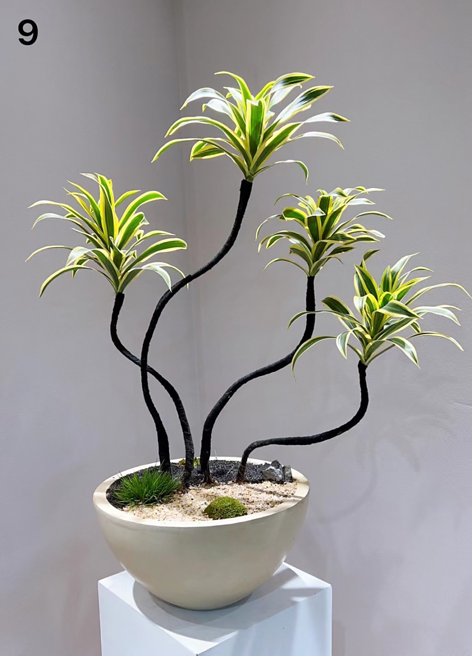 造型金边百合竹除了贵没啥毛病 造型金边百合竹除了贵没啥毛病.