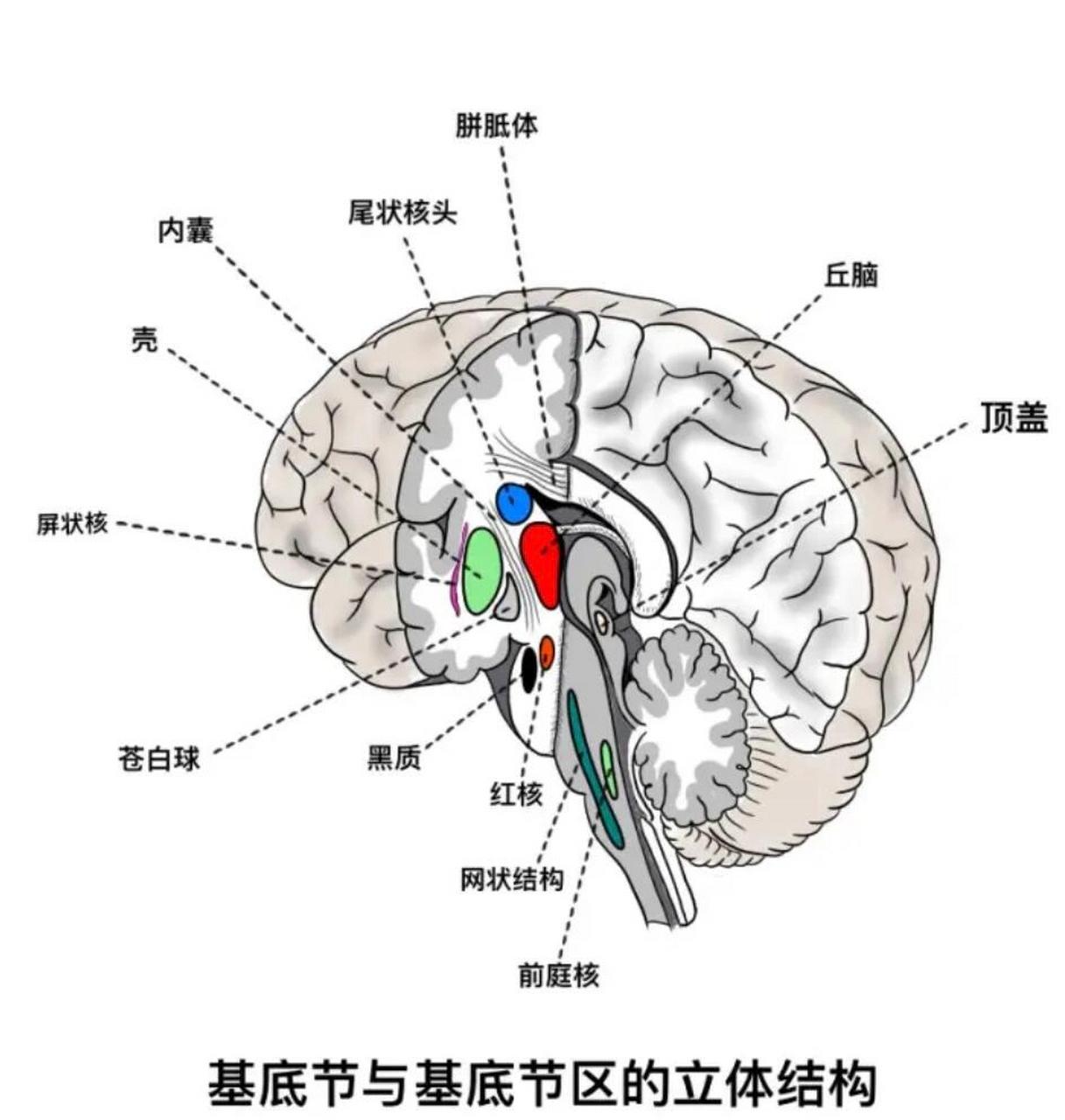 脑基底节区解剖图图片