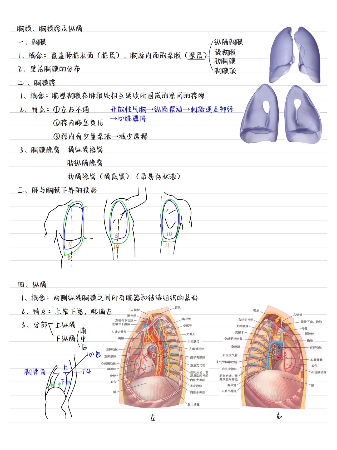 湖南专升本解剖必学 霍琨老师笔记