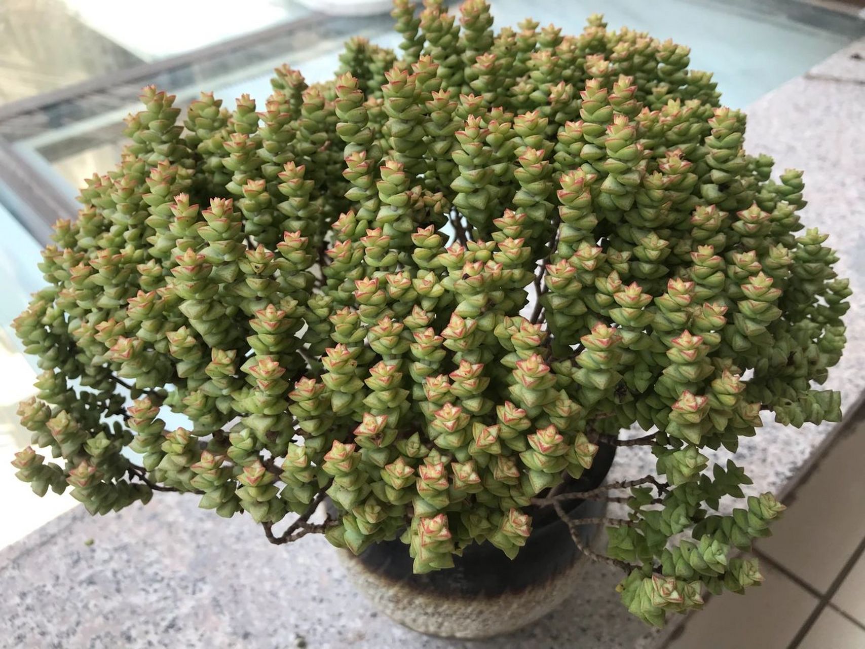 小米星,钱串修剪后  小米星和钱串底部叶子干枯,变黑,决定修剪一下.