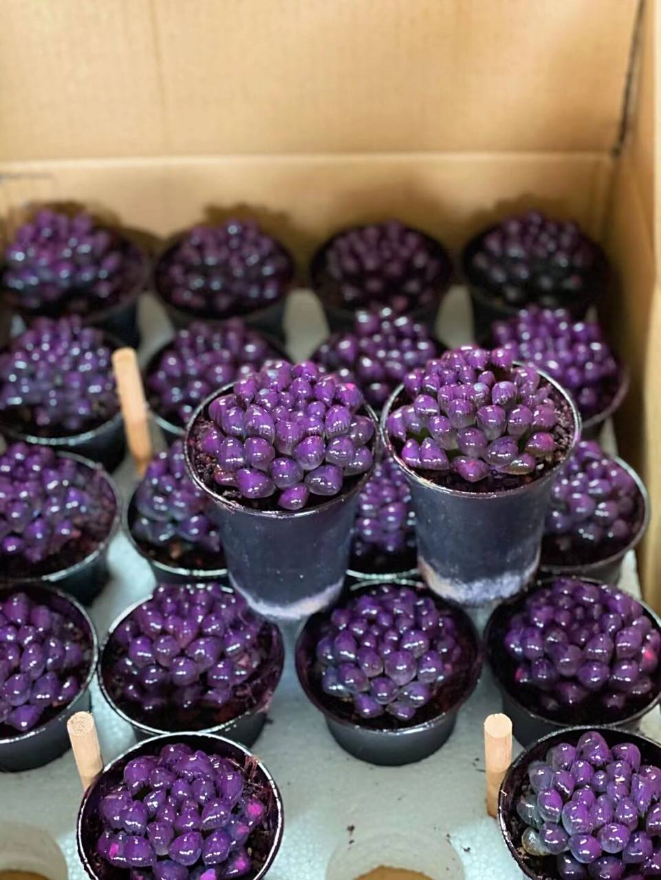 紫色肉肉植物 这个品种呢是叫紫冰灯玉露, 属于多肉植物类的一种.