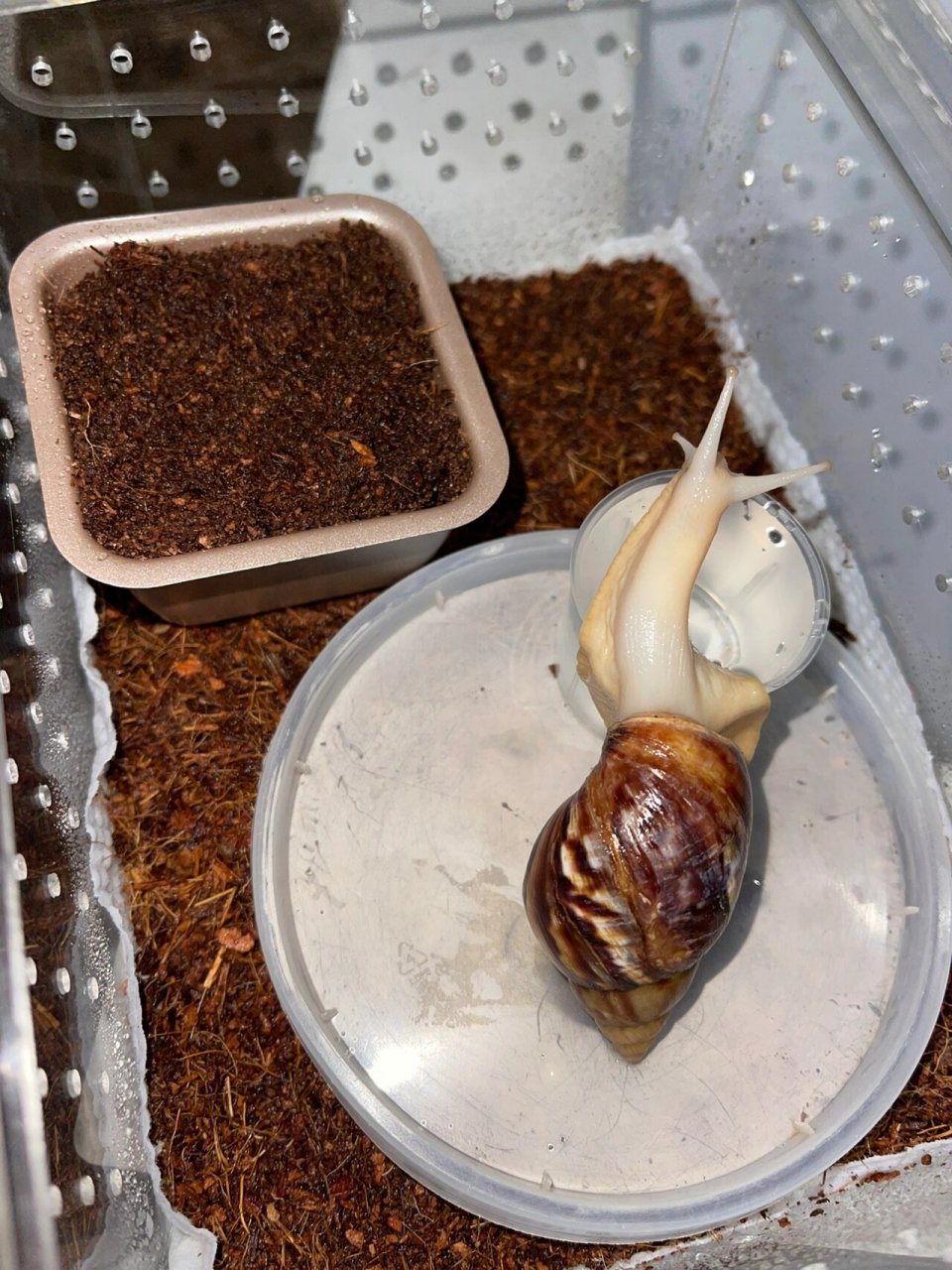 白玉蜗牛…下蛋啦! 📝记录2022.10.