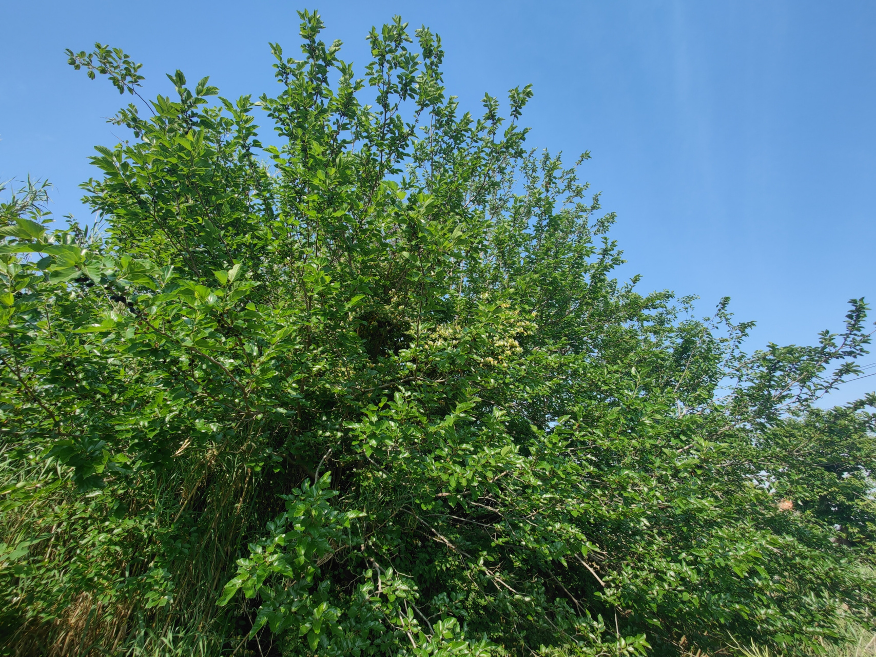 苏大美# 好大一棵野桑树#随手拍夏天##手机摄影