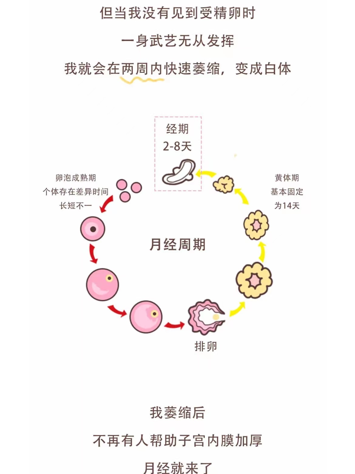 黄体破裂的原因五花八门,多到根本想象不到,症状,表现也各有不同.