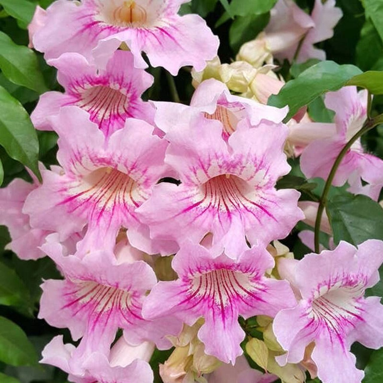 花境植物第174弹——非洲凌霄 粉色凌霄花属于非洲凌霄花品种,它圆锥
