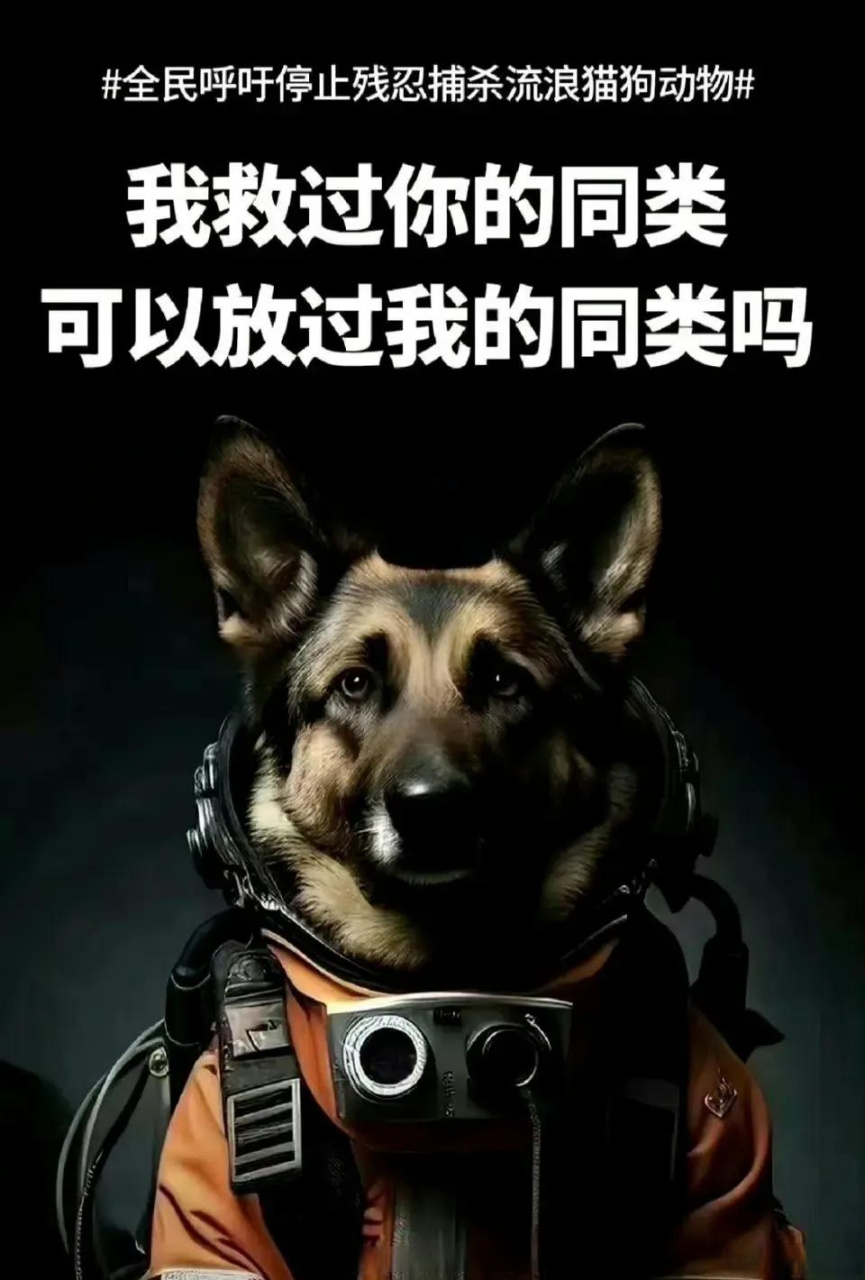 警犬闪电的图片图片