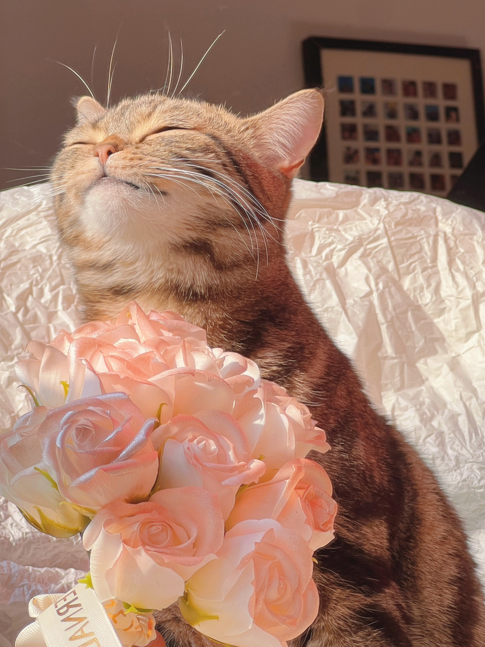 换个猫咪仙女头像会怎么样! 听说好运会敲门