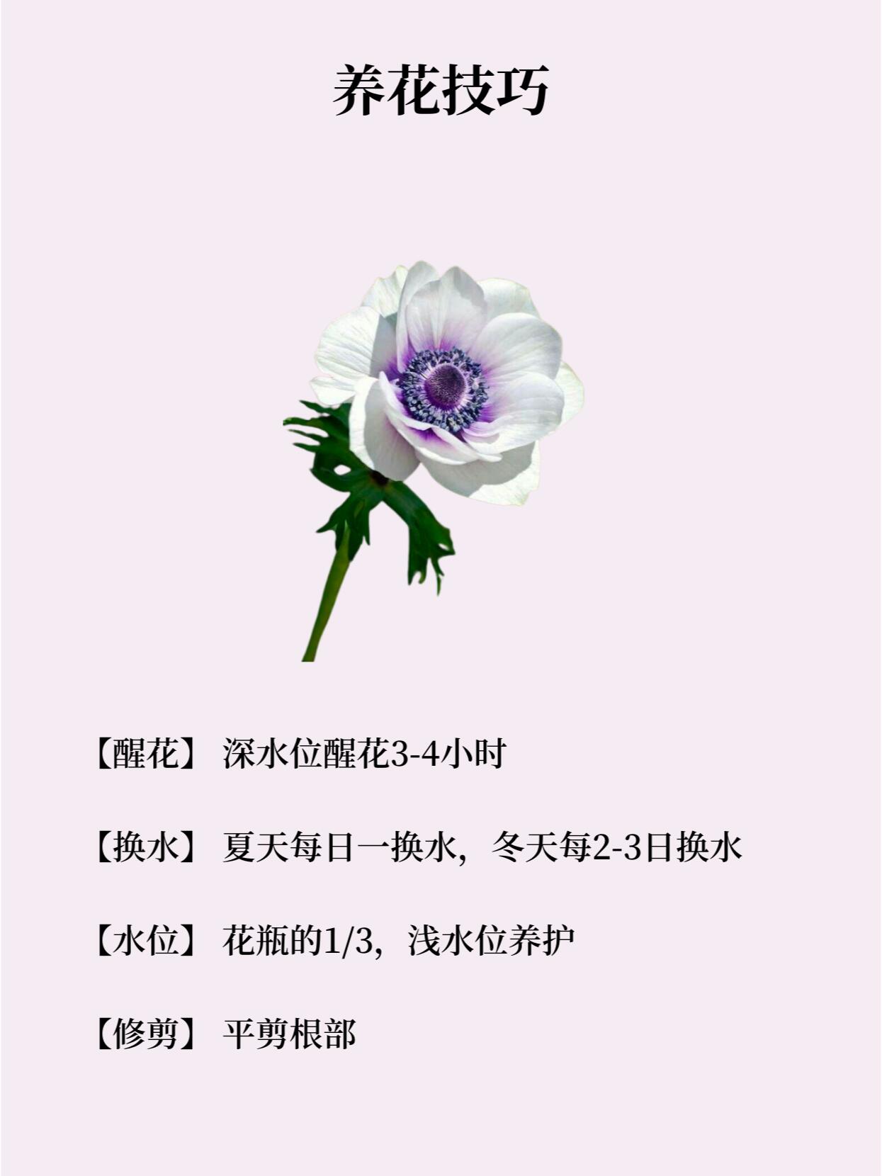 不同颜色银莲花花语图片