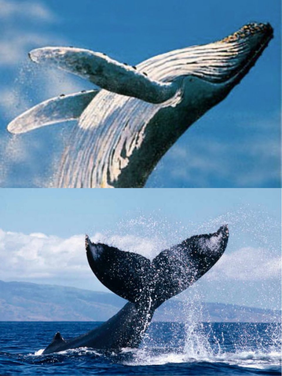 面的立体构成|《鲸跃》95 鲸总会给你带来一种特别的感觉 灵感:鲸鱼