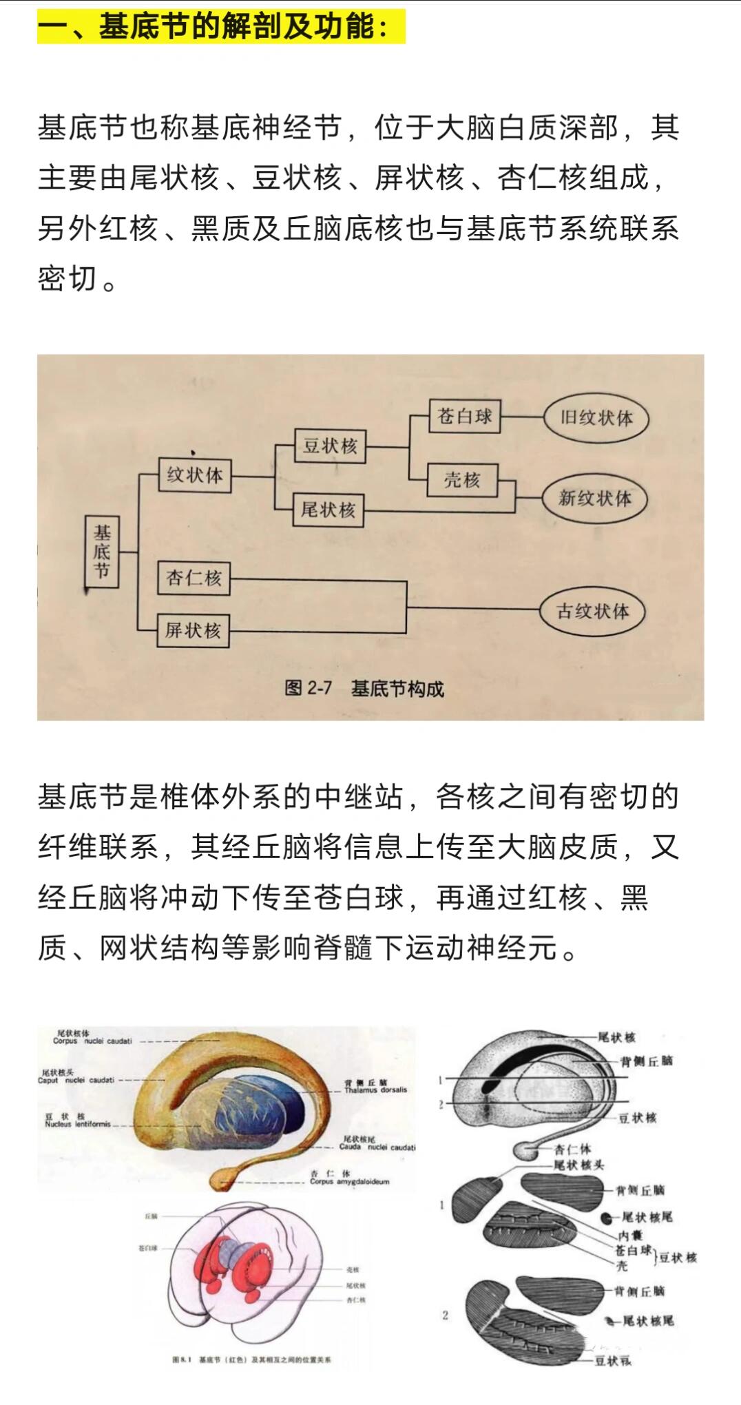 基底节区的解剖结构图片