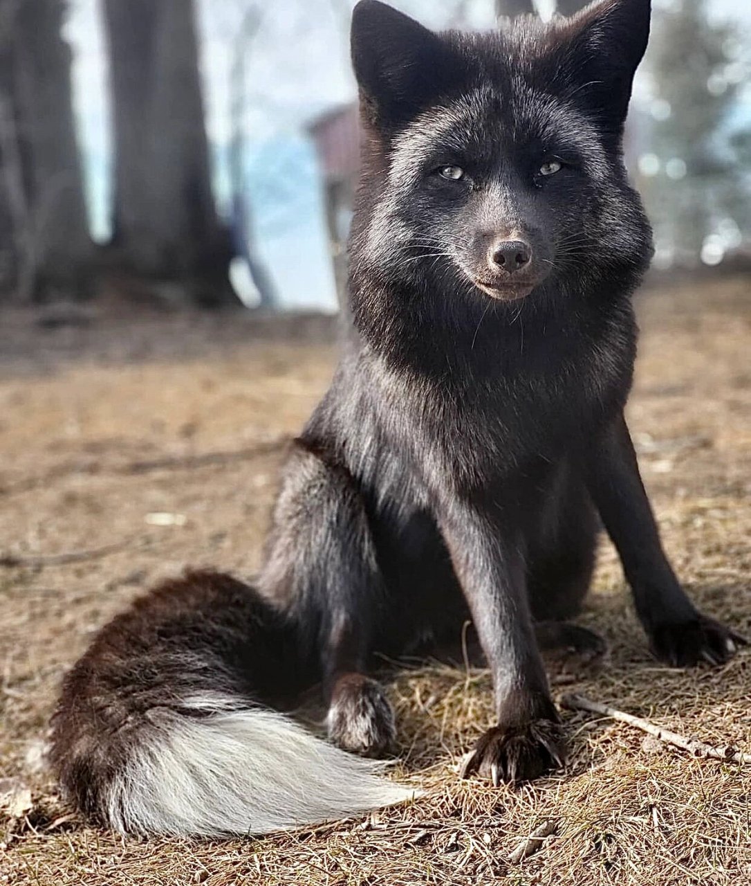 【银狐】【纯黑狐】 银狐,又叫银黑狐/玄狐/青狐 silver fox 是赤狐的