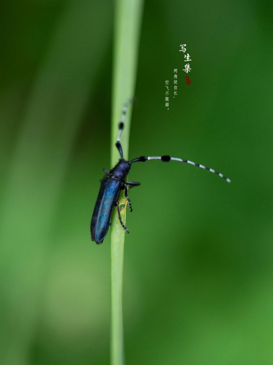 苜蓿多节天牛|每日昆虫 两角徒自长, 空飞不服箱.