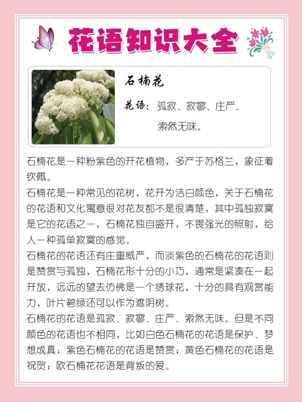 石楠花别名图片