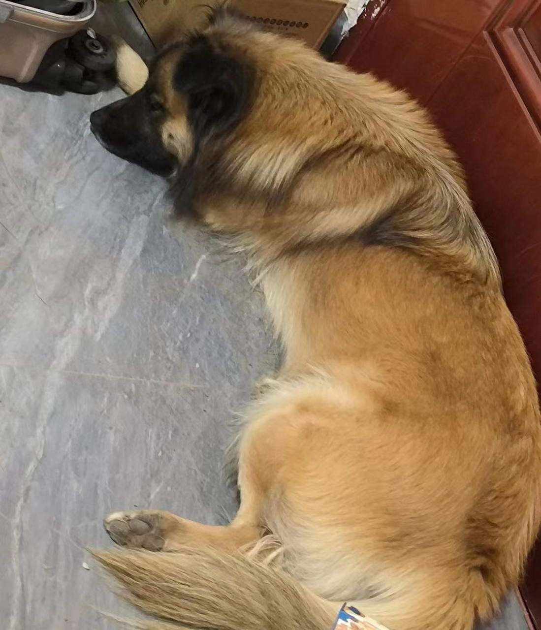 狗狗神经炎/后腿无力,发抖在家治疗 我家的狗子是突然出现了走路无力