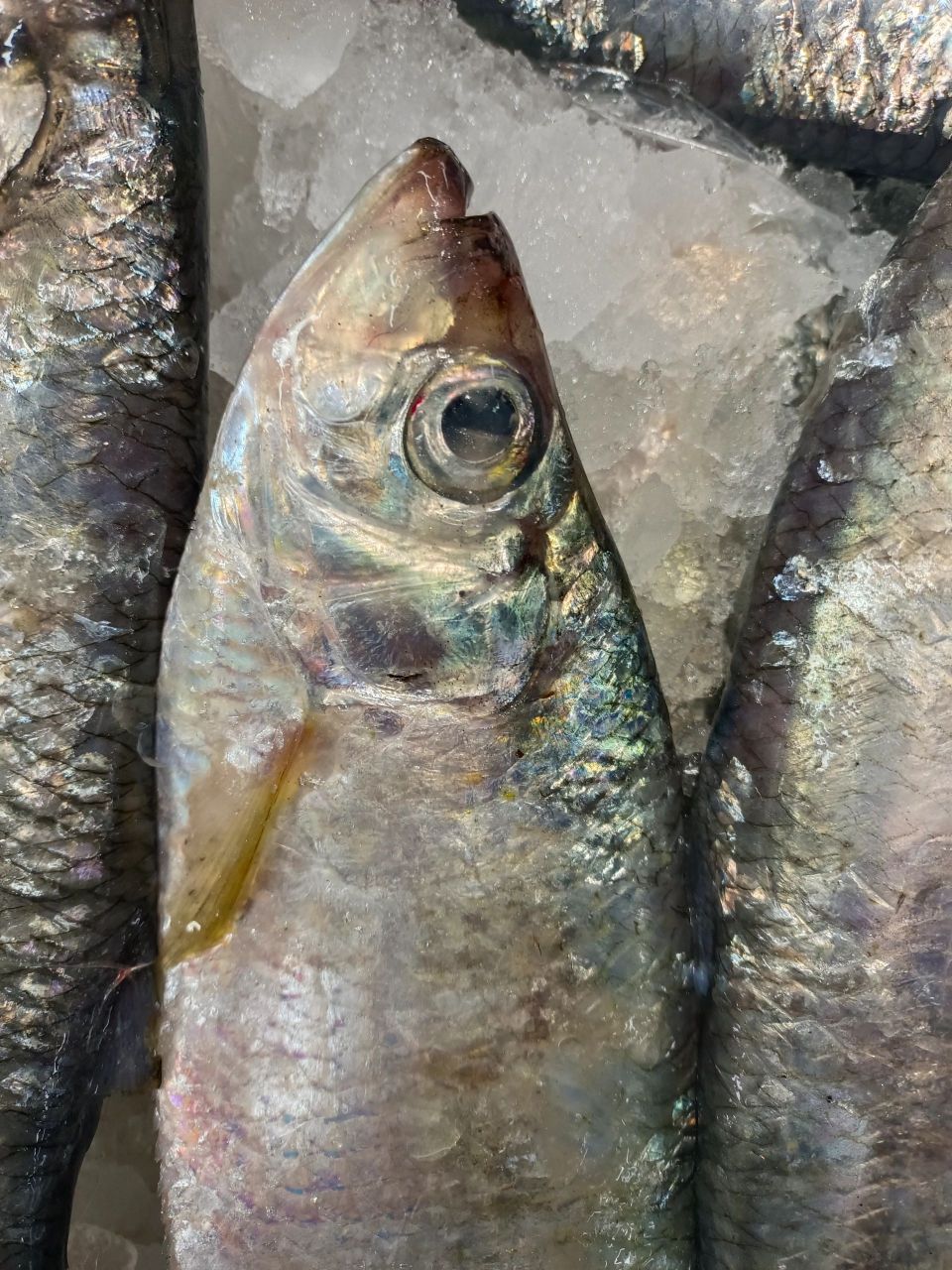 就要带鳞吃的鱼—鳓鱼 在浙沿海地区有着一种口头语,三鲳四鳓 所指的