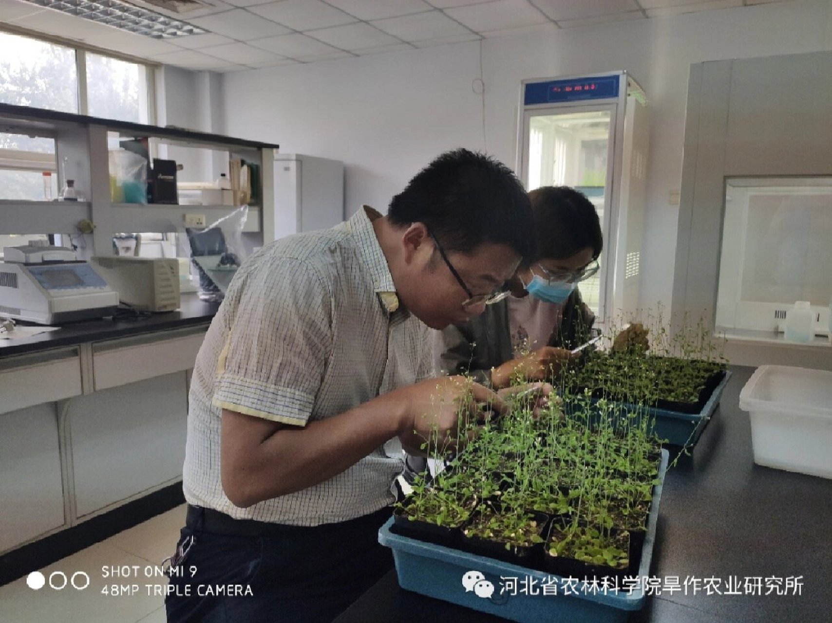 拟南芥实验室种植图片