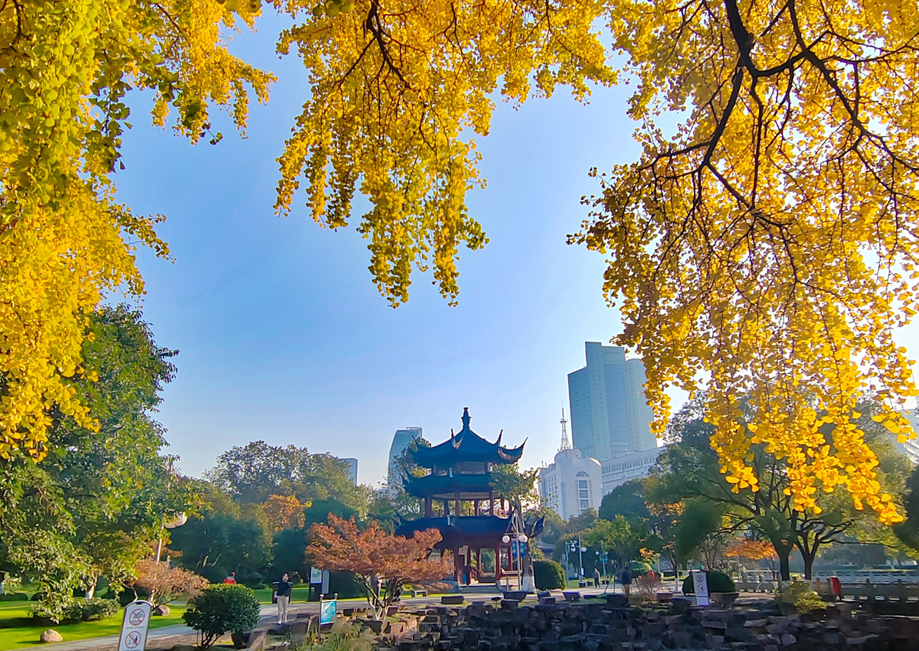 寻美宁波#【#这个季节来宁波中山公园邂逅银杏#[围观][照相机]】占父