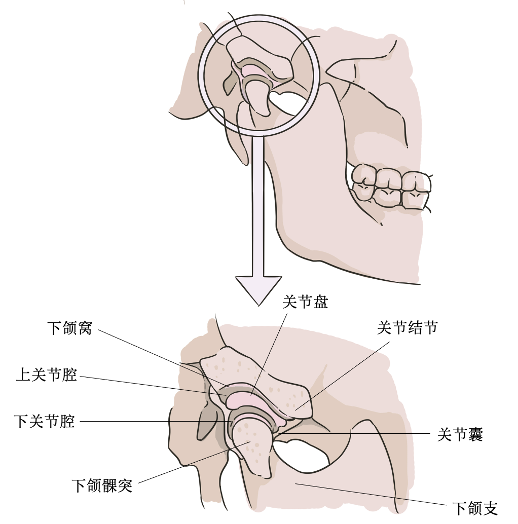 正确咬合示意图图片