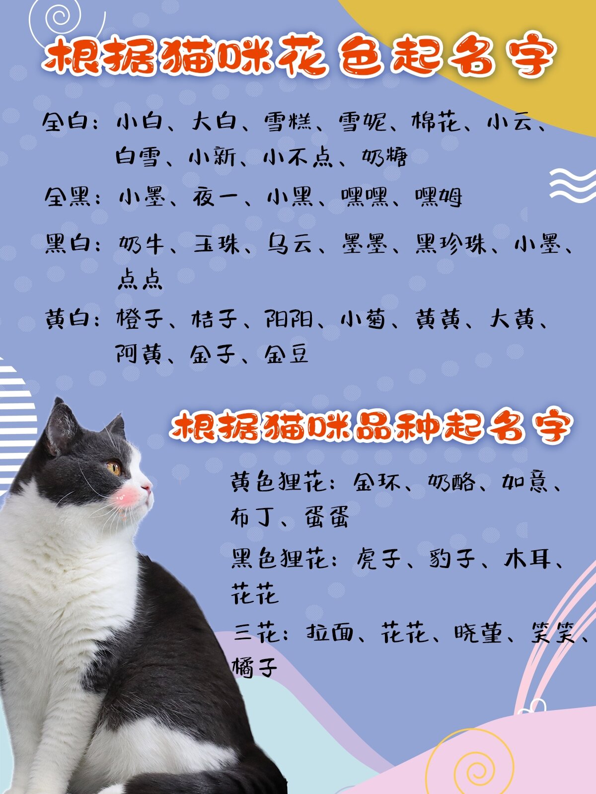 女猫咪名字创意图片