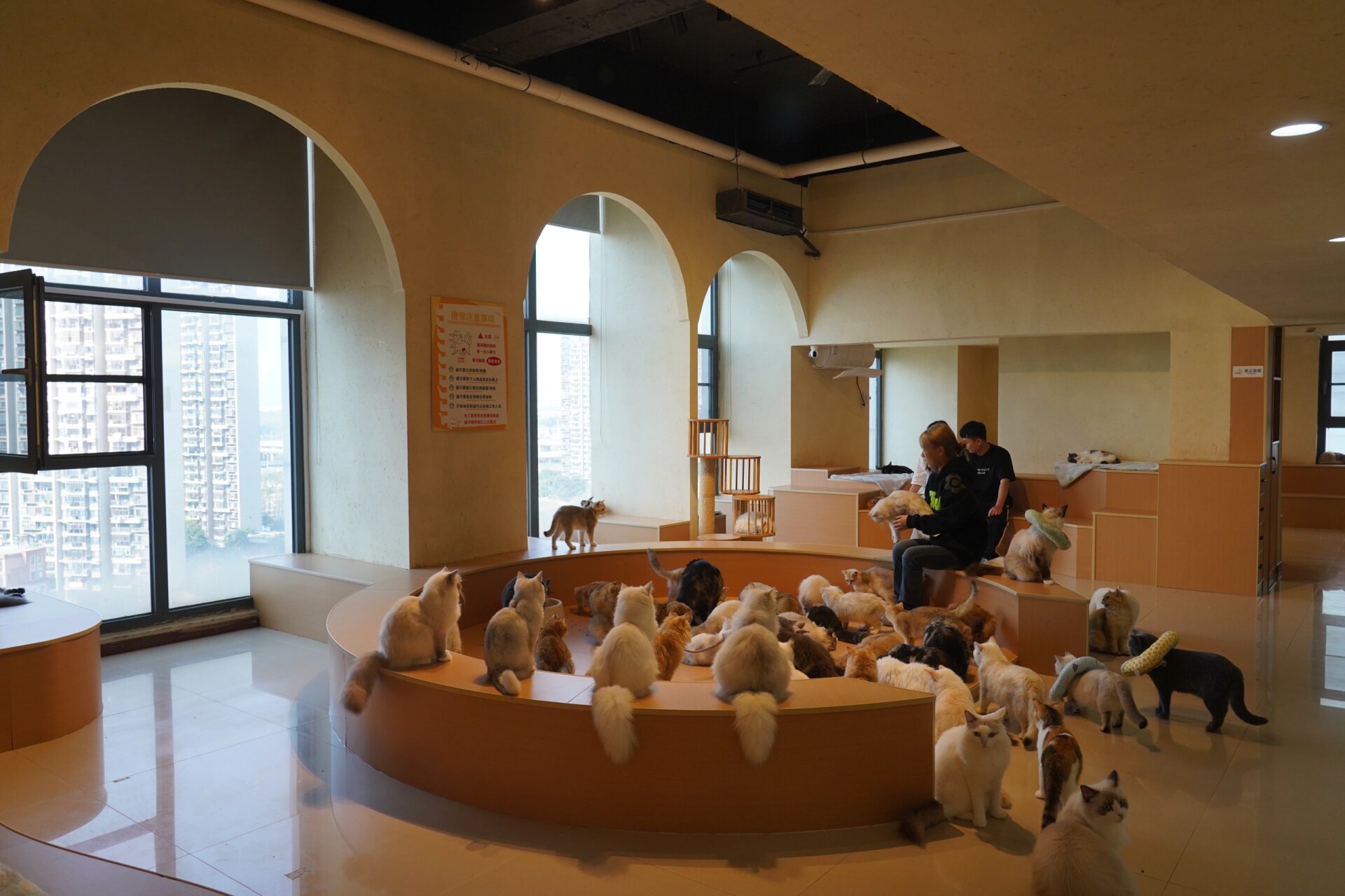 南昌——这周末就选这家猫咖了06 发现了红谷滩万达里环境最好场地