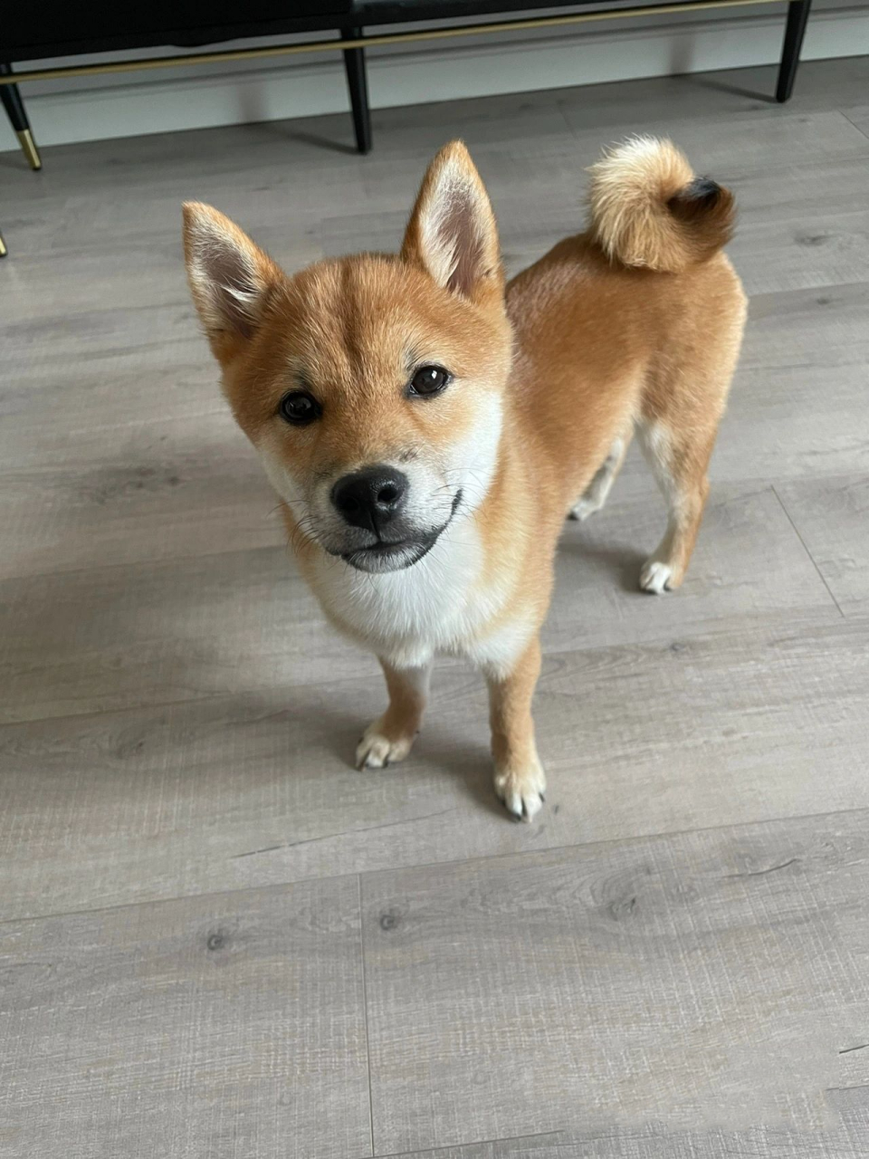 柴犬的小知识 06柴犬的寿命一般106112年,饲养条件好,可以活到17