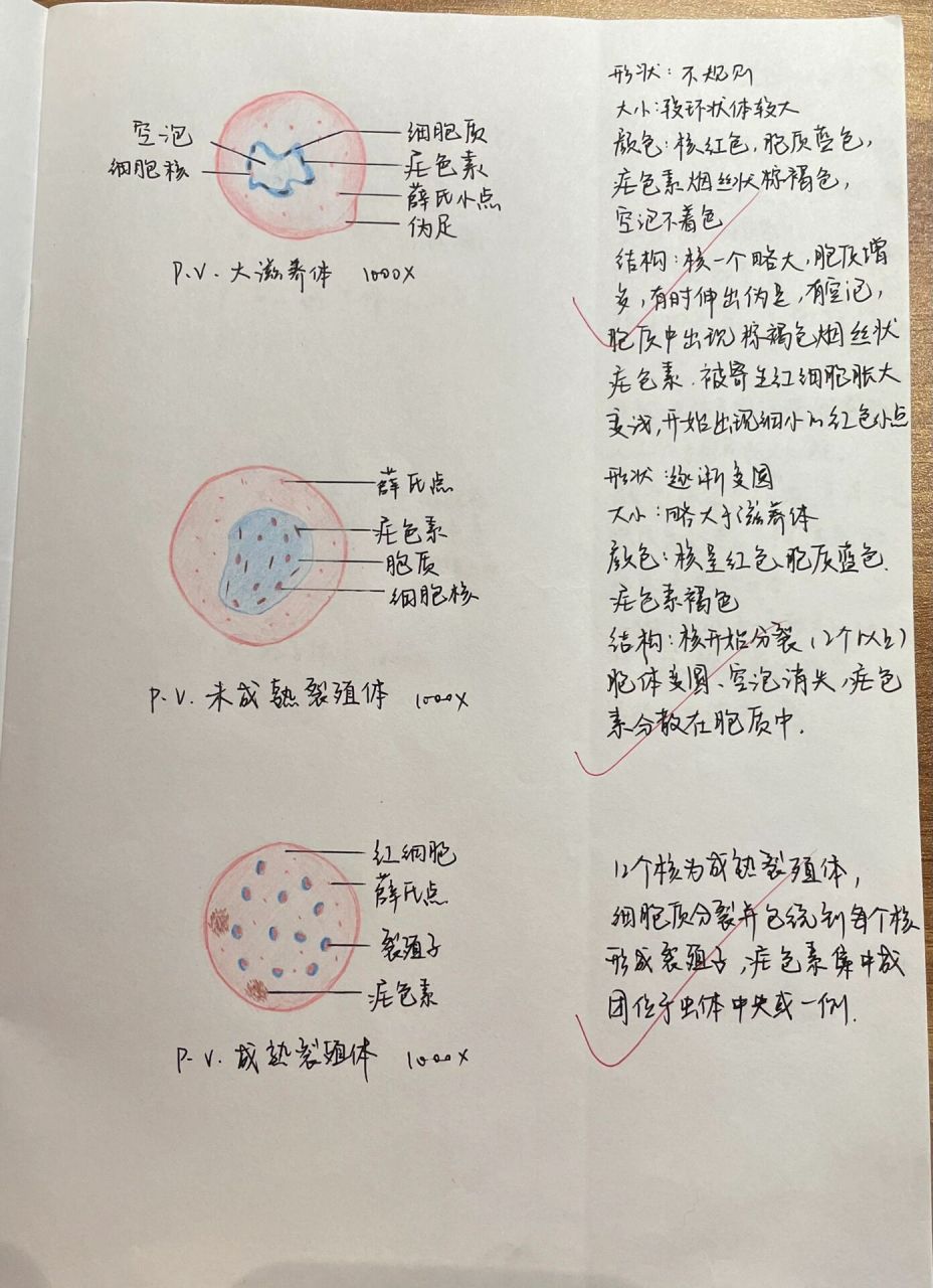 疟原虫小滋养体手绘图图片