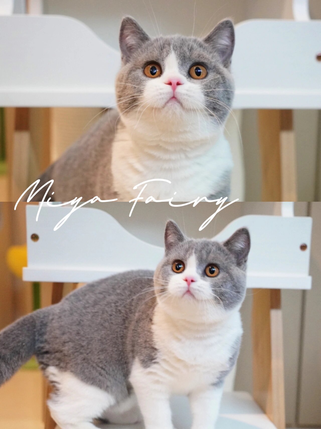 英短蓝白 | 大眼睛圆润又可爱