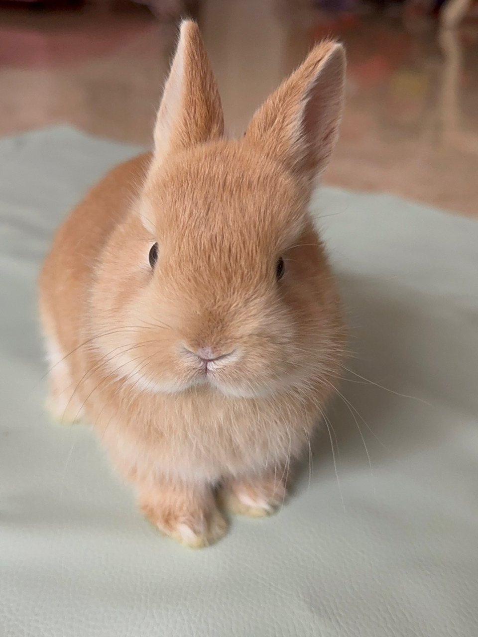 怎么看兔子月龄 本来店长和我说是一个月多快两个