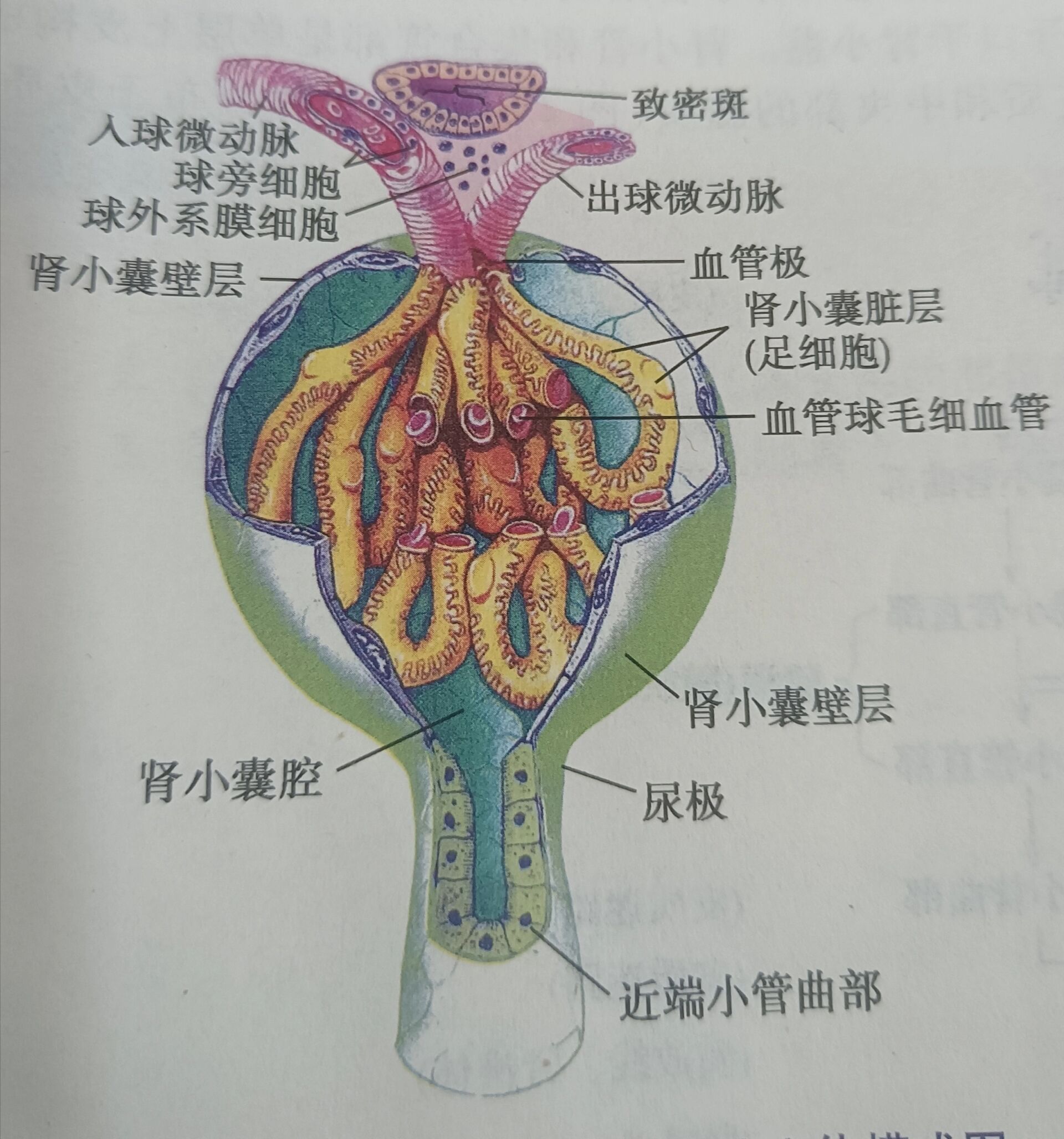 肾小体和球旁复合位体模式图