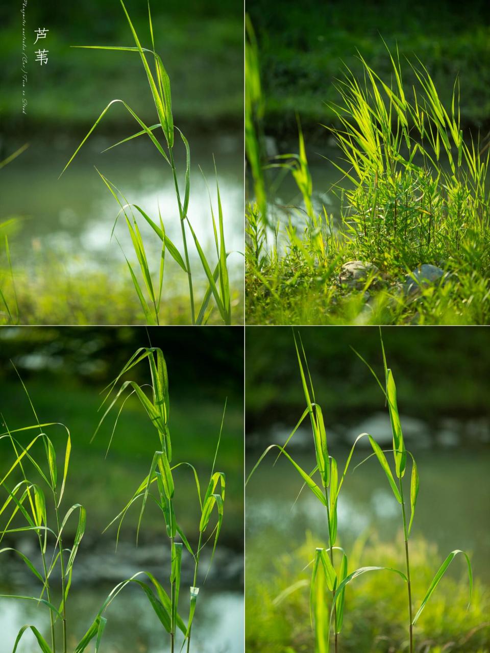 绿色是治愈系的颜色|初夏的芦苇 一江春水向东流, 满塘芦苇碧如绿.