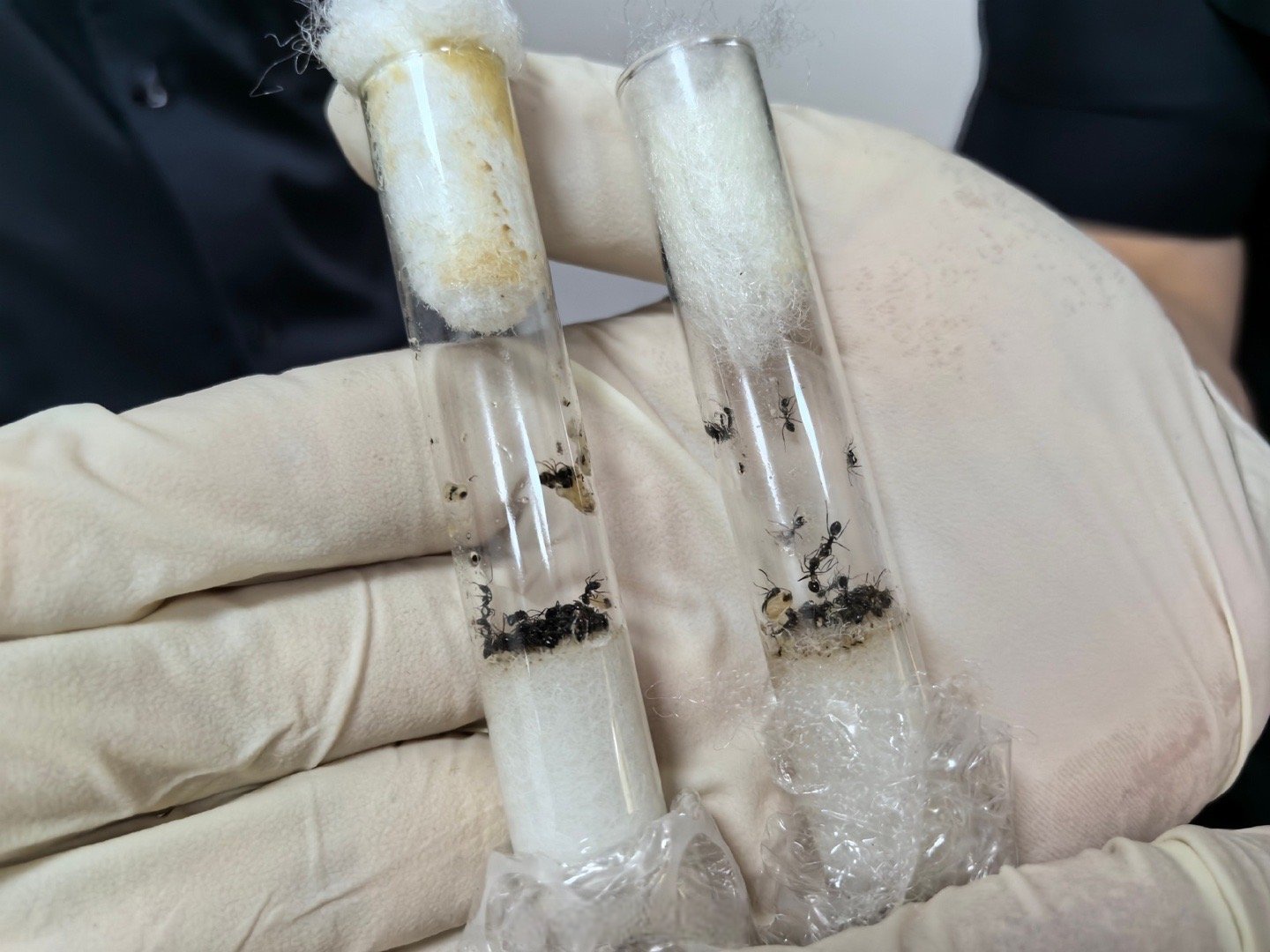机构鉴定,厦门邮局海关此前在进境邮件中截获的59只活蚂蚁为弓背蚁,系