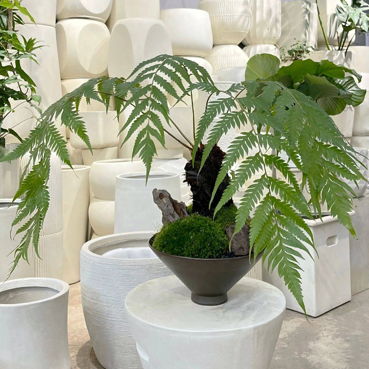 凤尾蕨 凤尾蕨适宜的生存温度为16℃-28℃,高于30℃或低于15℃皆生长