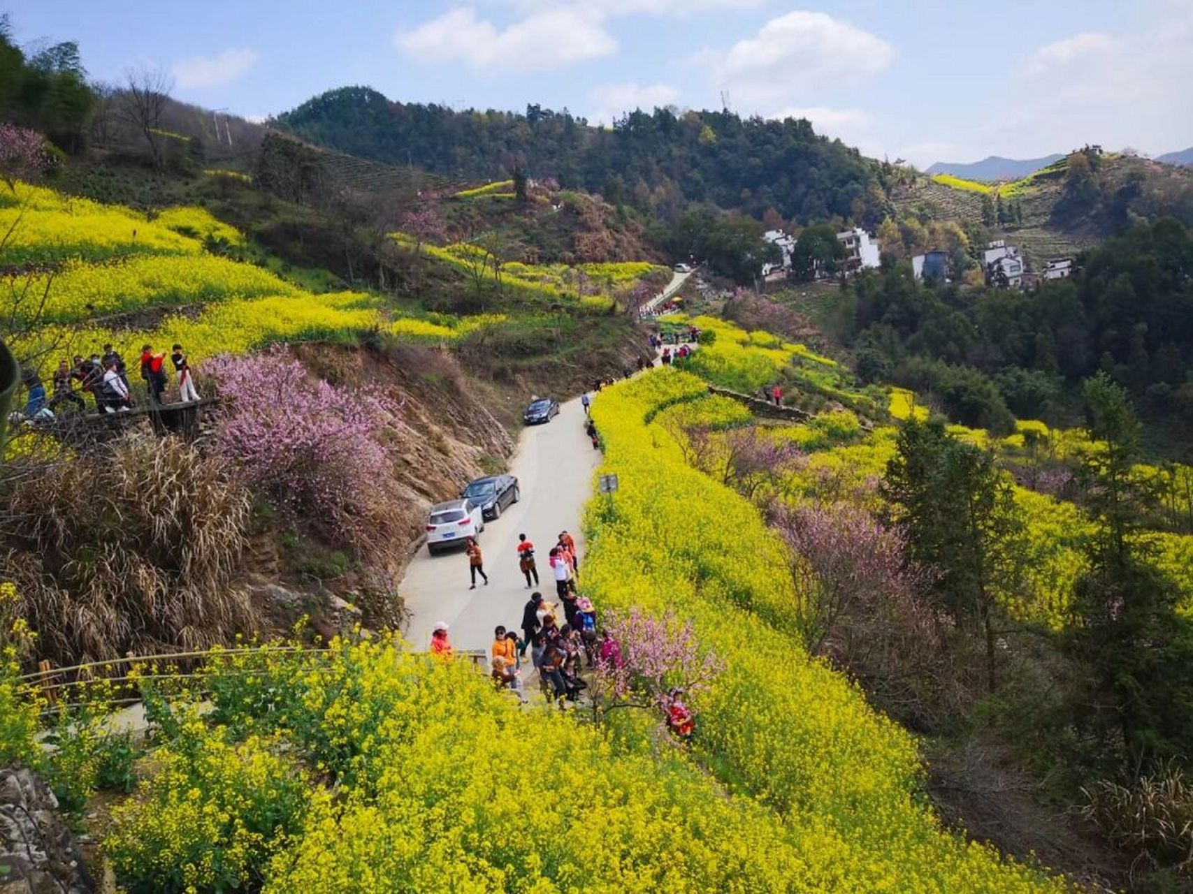 雲端上的村落|皖南歙縣石潭村油菜花海 油菜花照片不是今年拍的,剛去