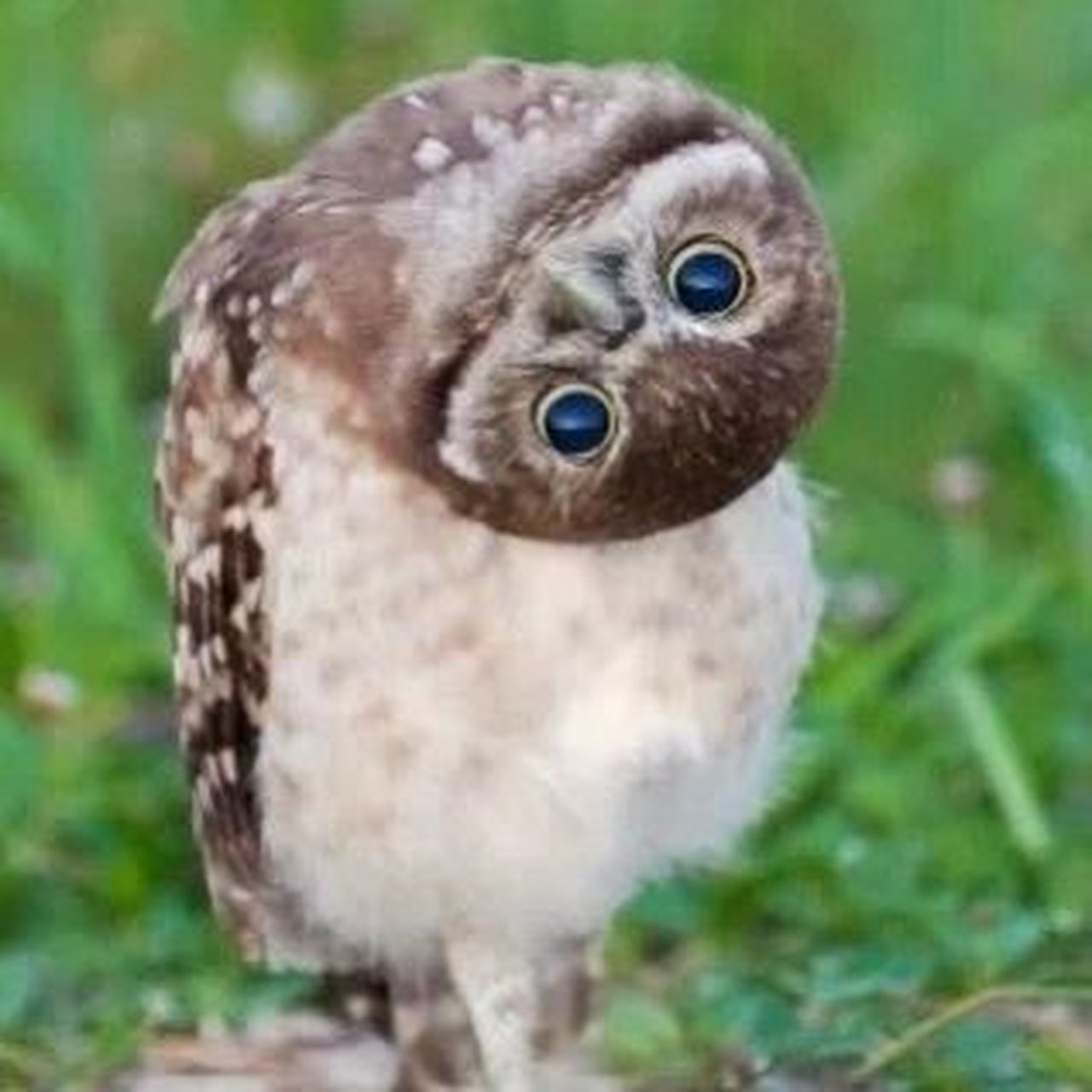 总爱歪头的猫头鹰,不担心得颈椎病么? 你注意过吗?