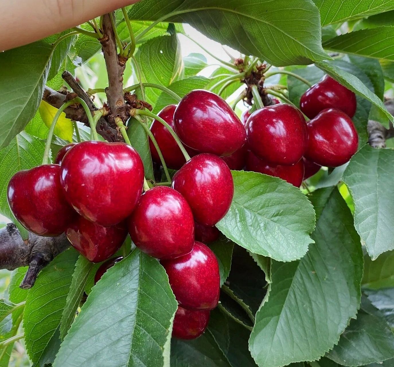 砂蜜豆樱桃90也叫萨米托,完胜美早不容错 砂蜜豆(萨米托)樱桃90