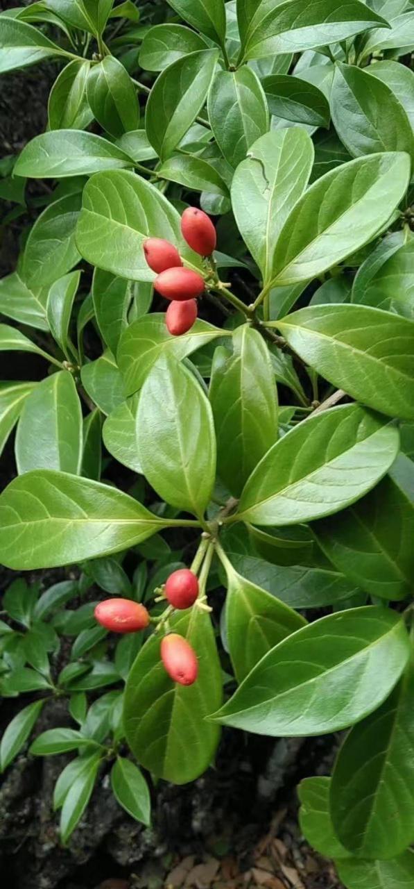 中药材长年收购.臭树,公黄珠子