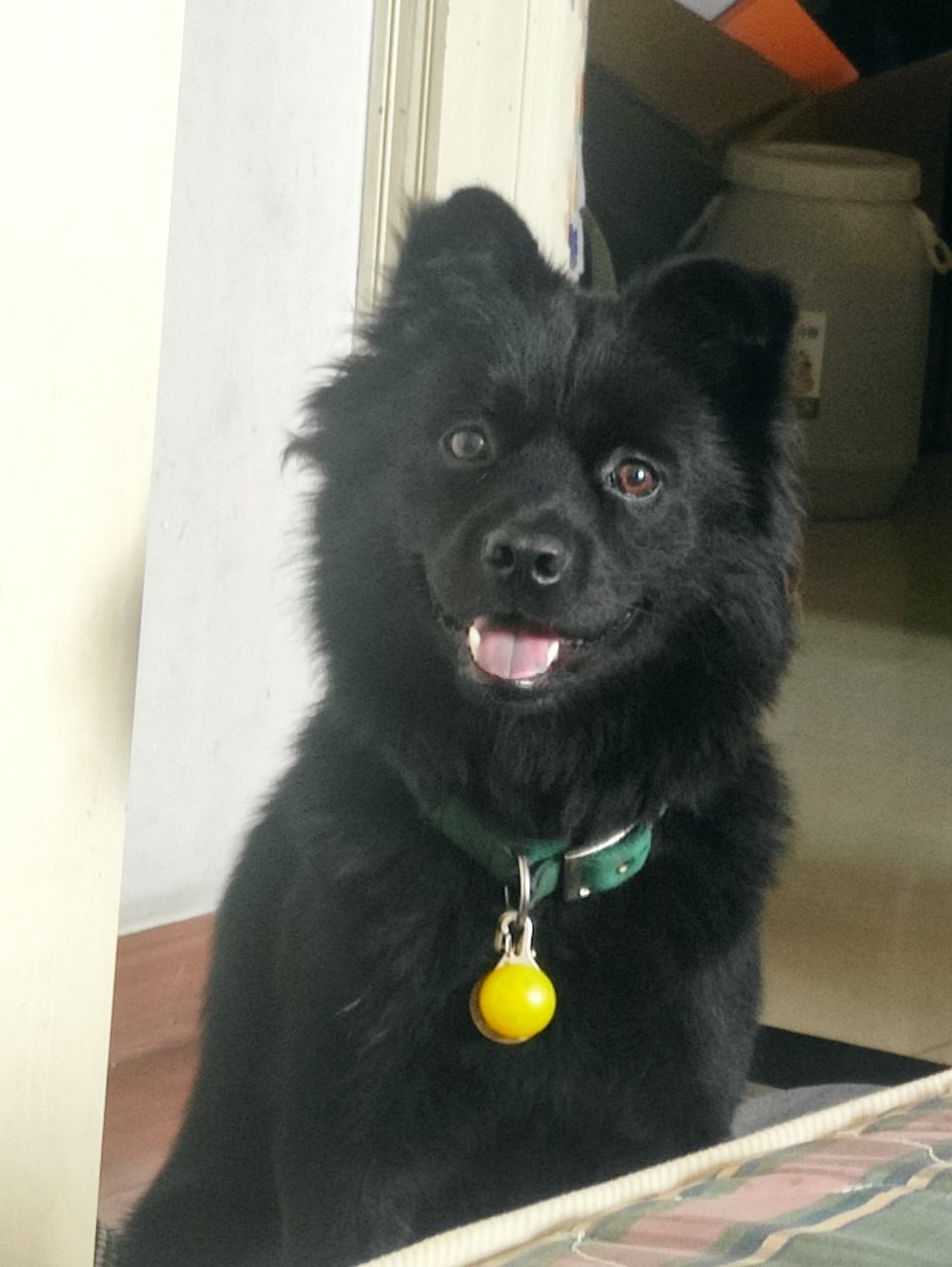 黑色的土狗不值得被爱吗? 狗狗也存在肤色歧视吗?