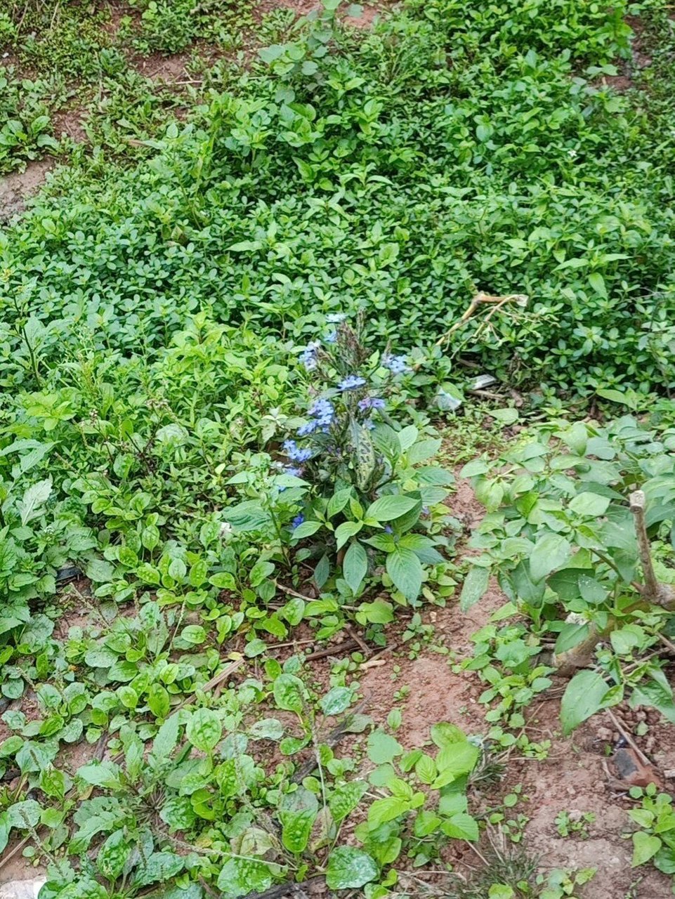 板蓝根的花你们见过吗 觉的挺清新的,煲水给孩子喝清热解毒味道跟包装