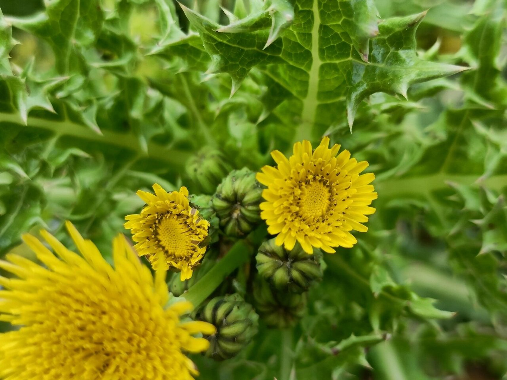 苣荬菜花图片图片