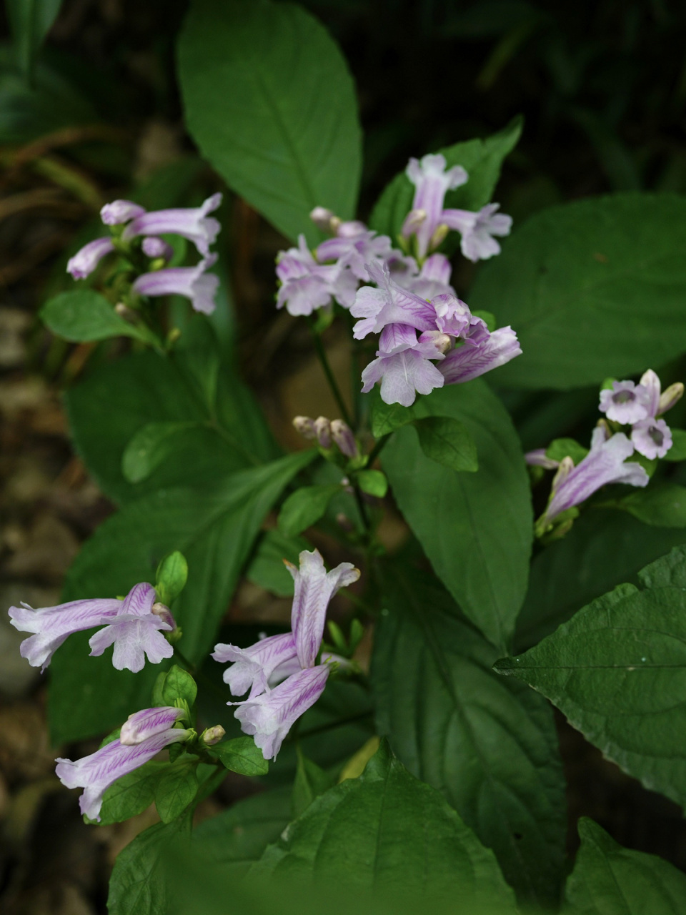 板蓝|马蓝 板蓝,别名马蓝,南板蓝根,爵床科马蓝属草本.
