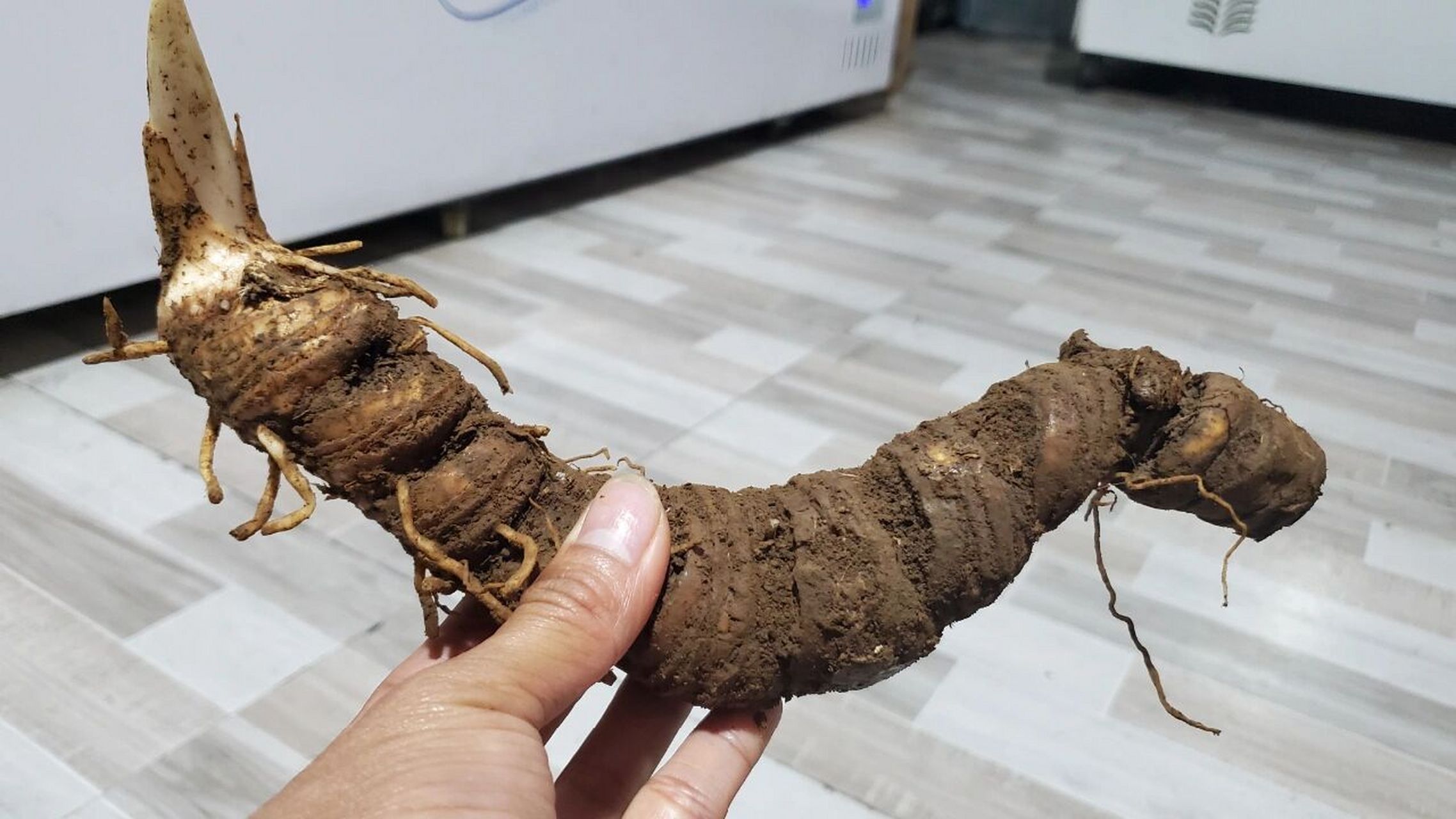 年限很长的野重楼 重楼,也叫七叶一枝花,具有消炎抗毒的作用#重楼