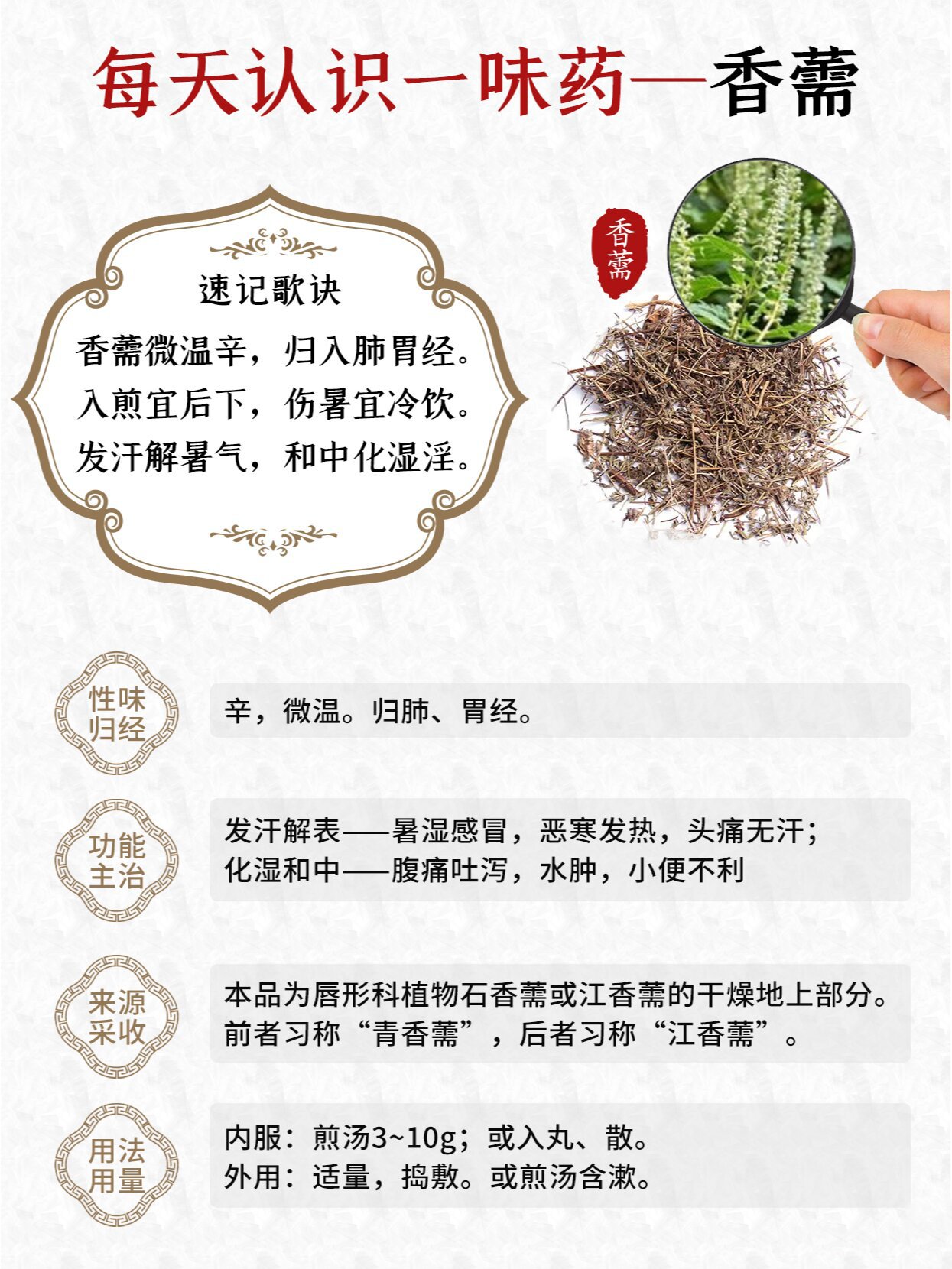 太子香草功效作用图片