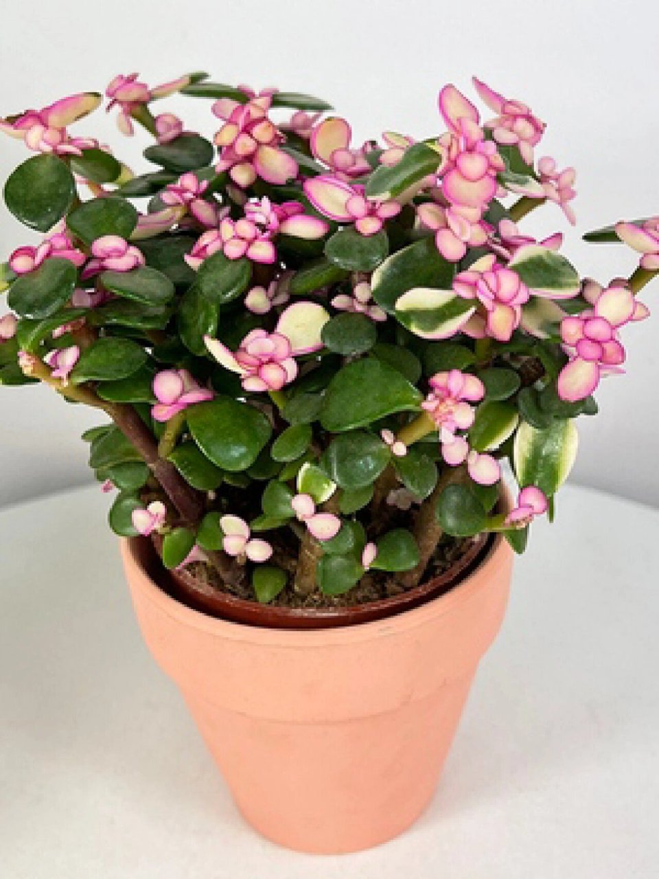 知识分享‖多肉金玉满堂 多肉金玉满堂也就是金枝玉叶91,十壤用园土