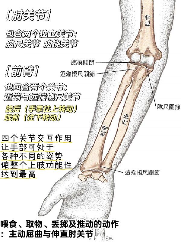 note|基础肌动学(5.1—肘关节 骨骼学1)