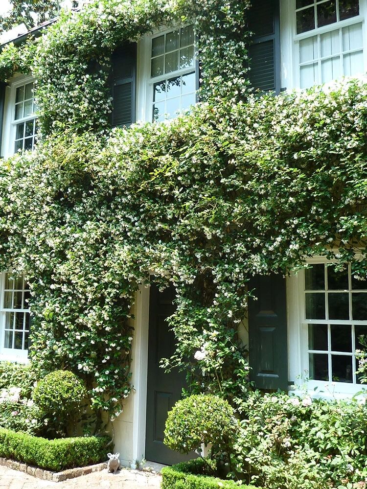 推荐99种植物的第三十九种:风车茉莉 风车茉莉又叫做银丝茉莉是一种